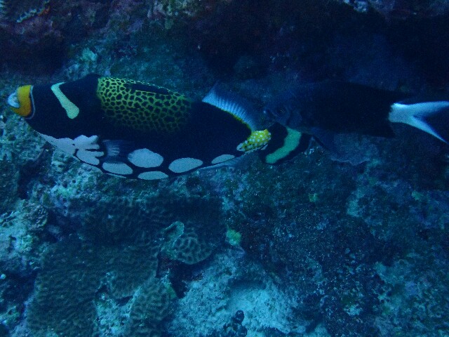 f:id:takedive1988:20210327215647j:image f:id:takedive1988:20210327215647j:image
