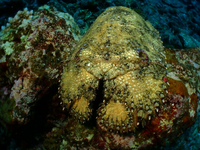 f:id:takedive1988:20210328133416j:image f:id:takedive1988:20210328133416j:image