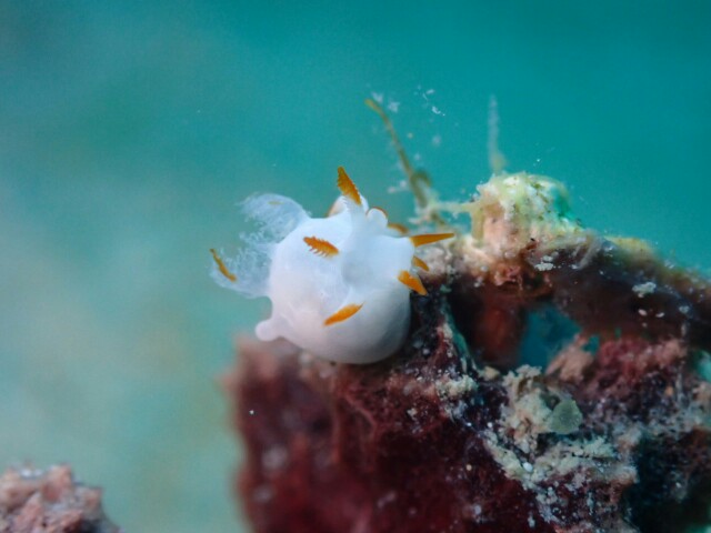 f:id:takedive1988:20210518135202j:image