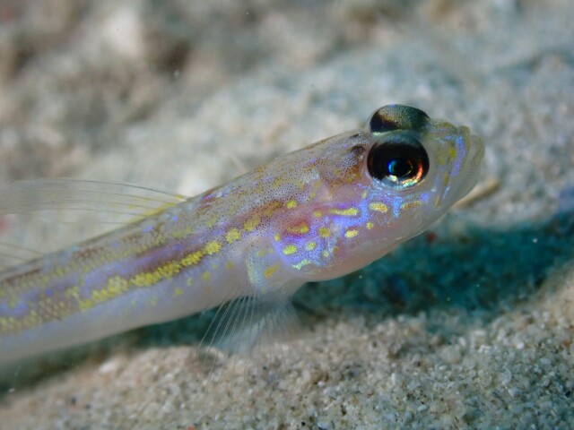 f:id:takedive1988:20210518135334j:image