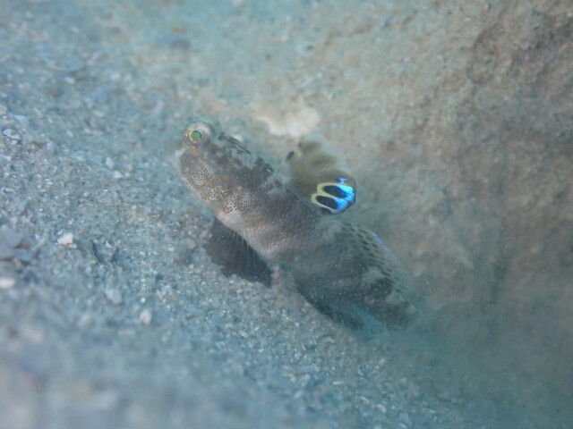 f:id:takedive1988:20210520151632j:image