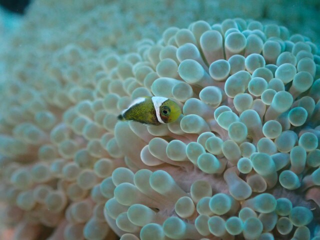 f:id:takedive1988:20210520151709j:image