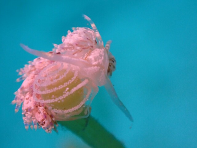 f:id:takedive1988:20210521140618j:image