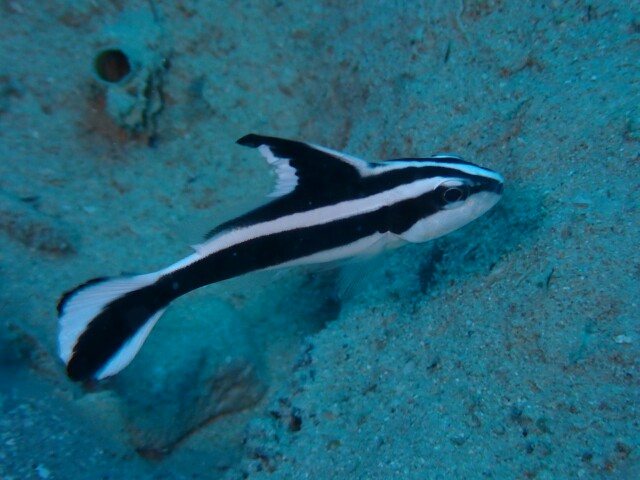 f:id:takedive1988:20210521140729j:image