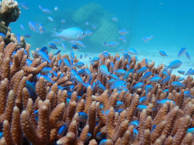 f:id:takedive1988:20210521140743j:image