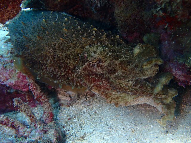 f:id:takedive1988:20210521140800j:image