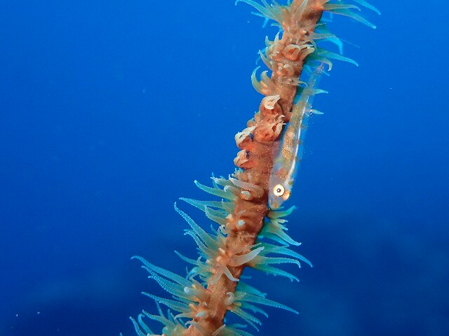 f:id:takedive1988:20210524220943j:image