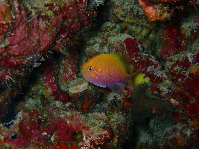 f:id:takedive1988:20210525211435j:image f:id:takedive1988:20210525211435j:image