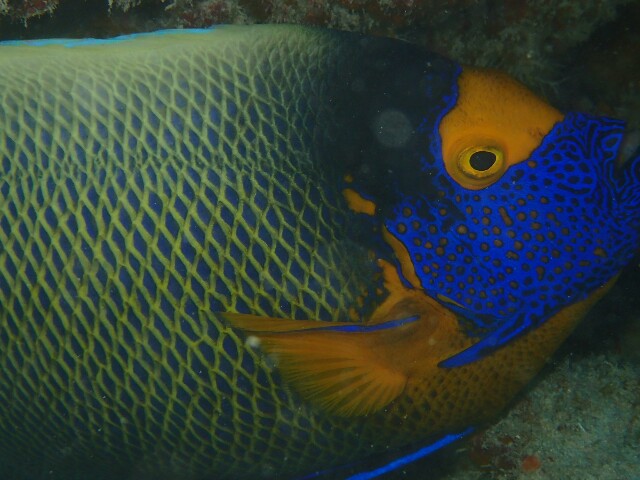 f:id:takedive1988:20210601214205j:image
