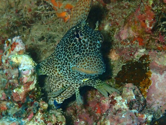 f:id:takedive1988:20210601214251j:image