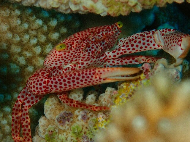 f:id:takedive1988:20210601214328j:image