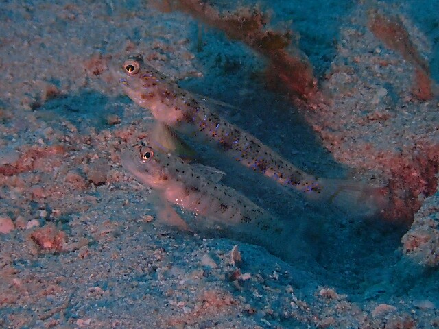 f:id:takedive1988:20210620182111j:image f:id:takedive1988:20210620182111j:image