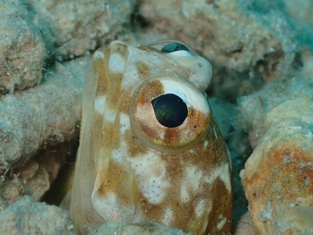 f:id:takedive1988:20210620182136j:image f:id:takedive1988:20210620182136j:image