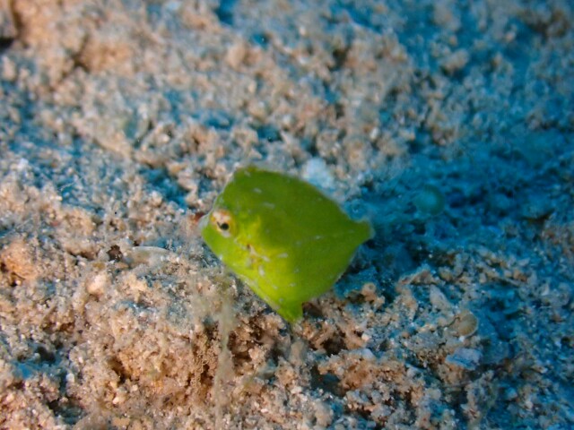 f:id:takedive1988:20210620182403j:image f:id:takedive1988:20210620182403j:image