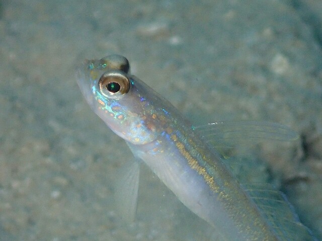 f:id:takedive1988:20210620182503j:image f:id:takedive1988:20210620182503j:image