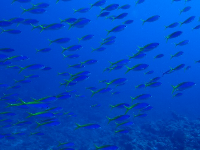 f:id:takedive1988:20210620182540j:image f:id:takedive1988:20210620182540j:image