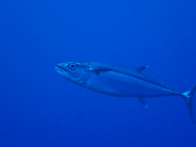 f:id:takedive1988:20210620182601j:image f:id:takedive1988:20210620182601j:image