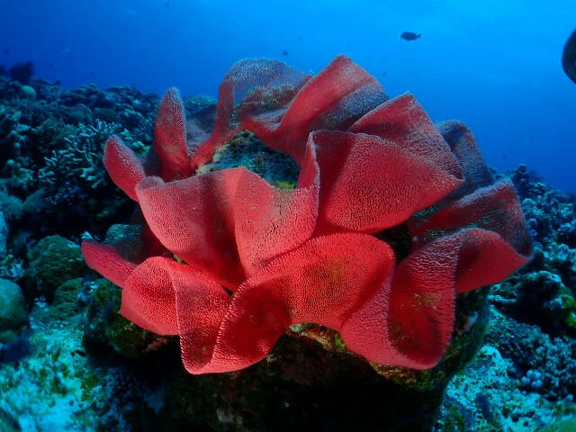 f:id:takedive1988:20210620182624j:image f:id:takedive1988:20210620182624j:image