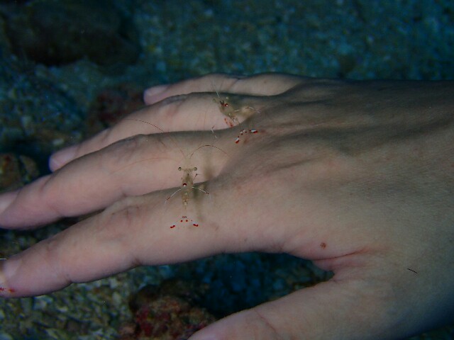 f:id:takedive1988:20210620182749j:image f:id:takedive1988:20210620182749j:image