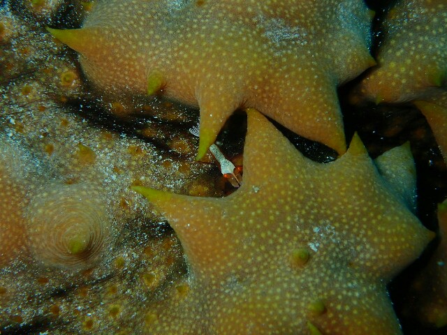 f:id:takedive1988:20210620182809j:image f:id:takedive1988:20210620182809j:image