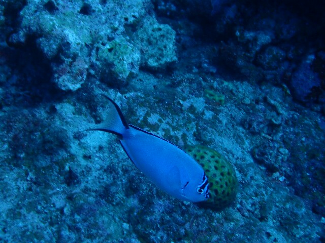 f:id:takedive1988:20210621181330j:image