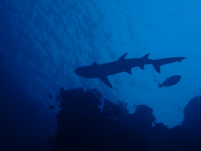 f:id:takedive1988:20210622180623j:image