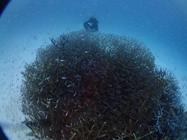 f:id:takedive1988:20210622181402j:image