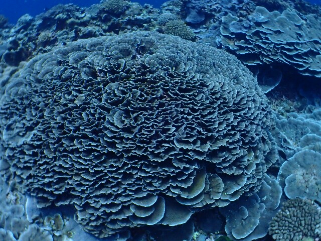f:id:takedive1988:20210628211009j:image