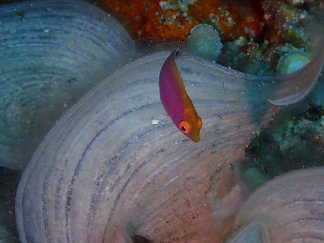 f:id:takedive1988:20210702205652j:image