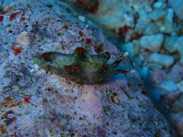 f:id:takedive1988:20210708214600j:image