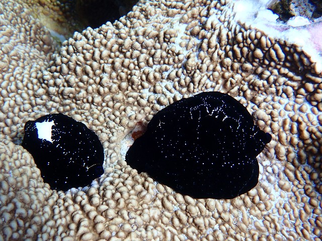 f:id:takedive1988:20210708214617j:image