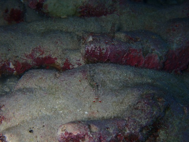f:id:takedive1988:20210708214728j:image