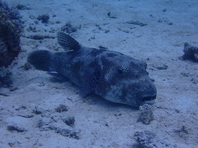 f:id:takedive1988:20210708214814j:image