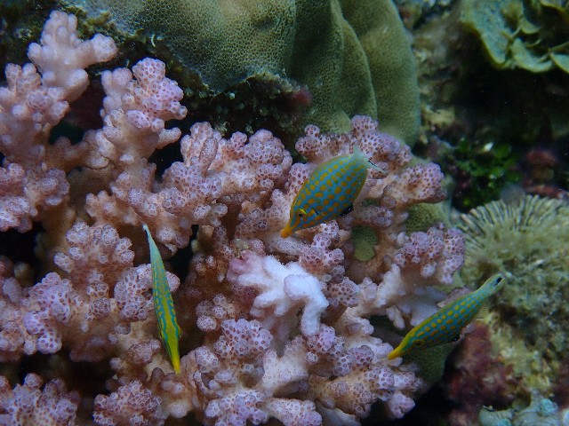 f:id:takedive1988:20210708214845j:image