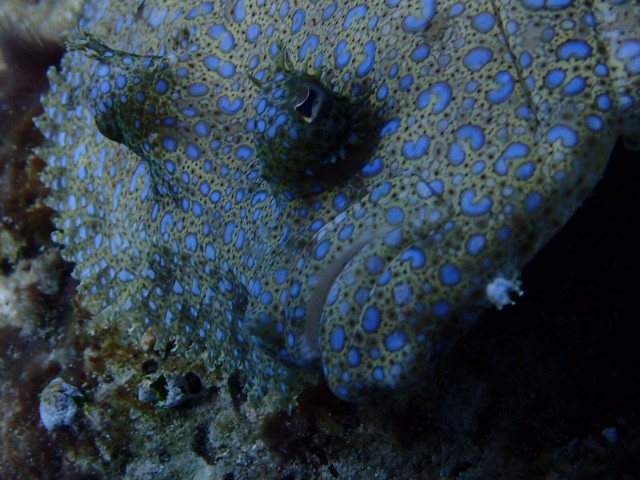 f:id:takedive1988:20210717213402j:image