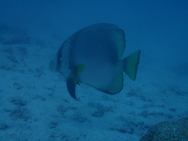 f:id:takedive1988:20210718220255j:image