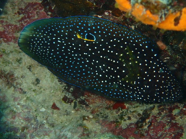 f:id:takedive1988:20210802175706j:image