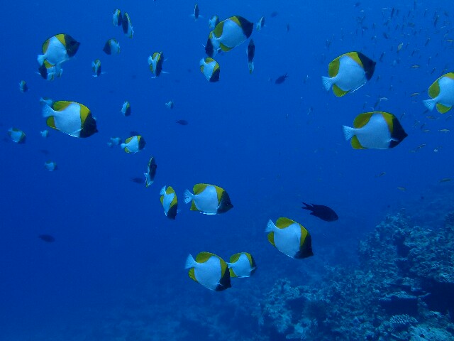f:id:takedive1988:20210802212640j:image