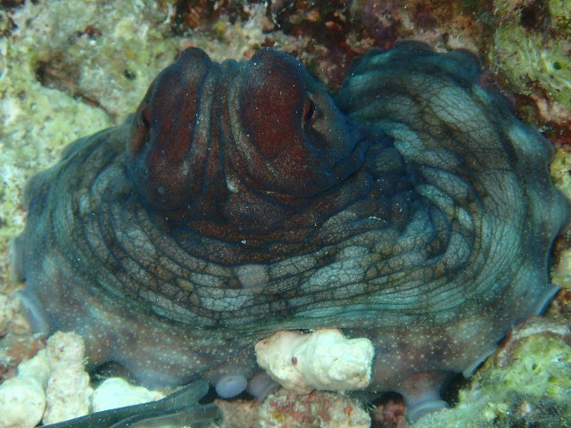 f:id:takedive1988:20210812222019j:image