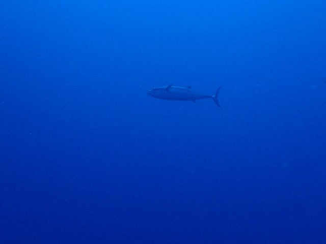 f:id:takedive1988:20210828170408j:image