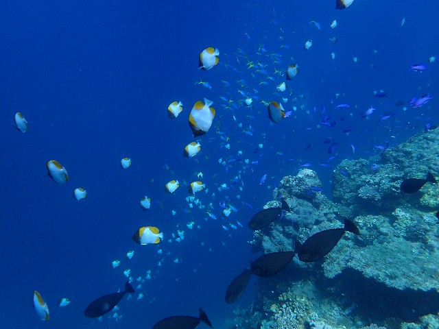 f:id:takedive1988:20210904214005j:image