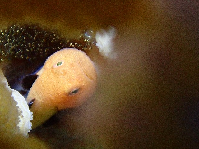 f:id:takedive1988:20210904214045j:image