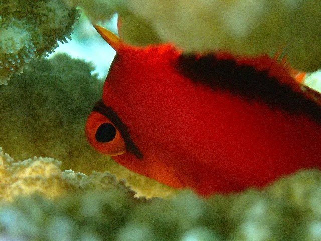 f:id:takedive1988:20210904214111j:image