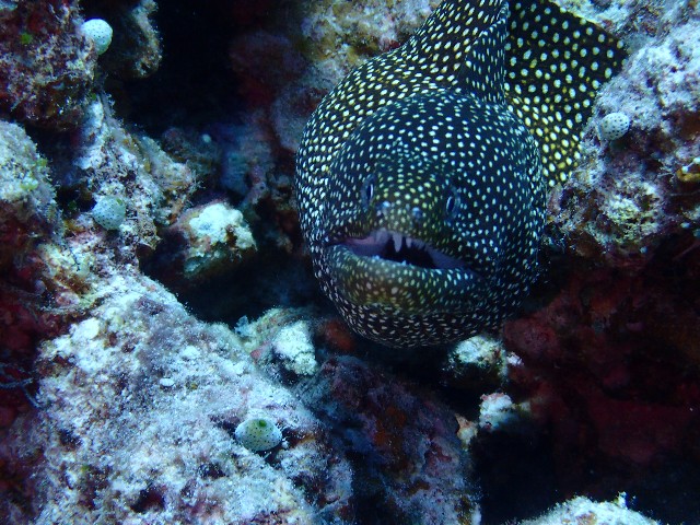 f:id:takedive1988:20210904214211j:image