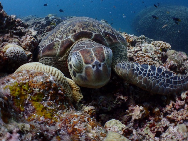 f:id:takedive1988:20210904214332j:image