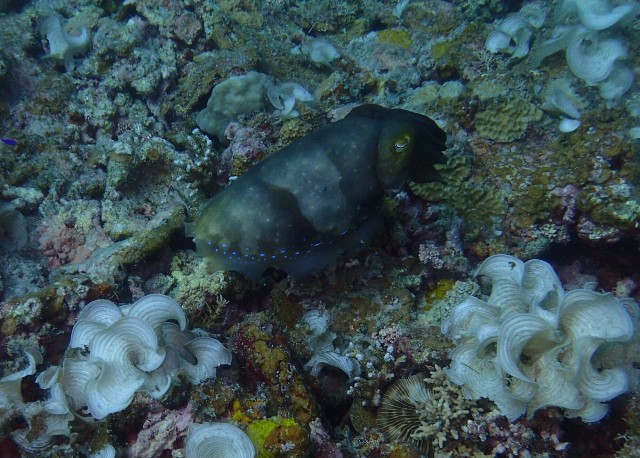f:id:takedive1988:20210904214425j:image