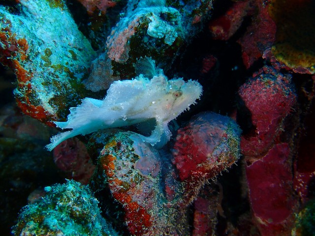 f:id:takedive1988:20210904214443j:image
