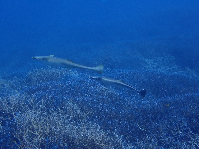 f:id:takedive1988:20210921212244j:image