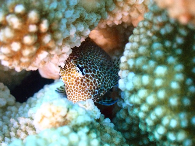 f:id:takedive1988:20210921212404j:image