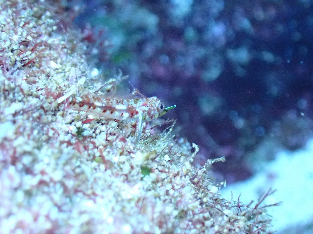 f:id:takedive1988:20210921212429j:image